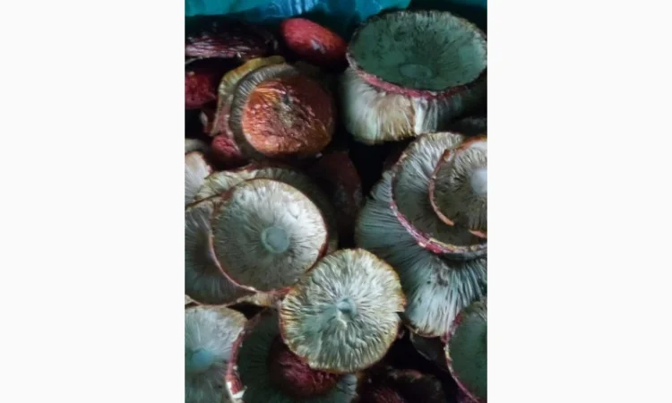 Мухомор відбірний 25 року, продажа - фото № 2