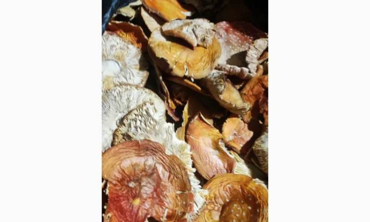 Мухомор свіжий 3 сорт, зібраний у 2025 році - фото № 1
