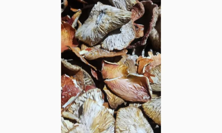 Мухомор свіжий 3 сорт, зібраний у 2025 році - фото № 2