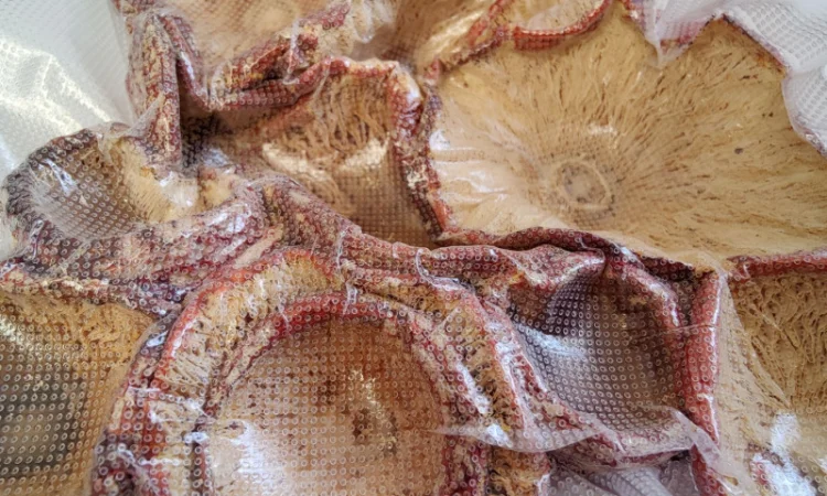 Капелюшки Червоного Мухомора 50 граммов - фото № 3