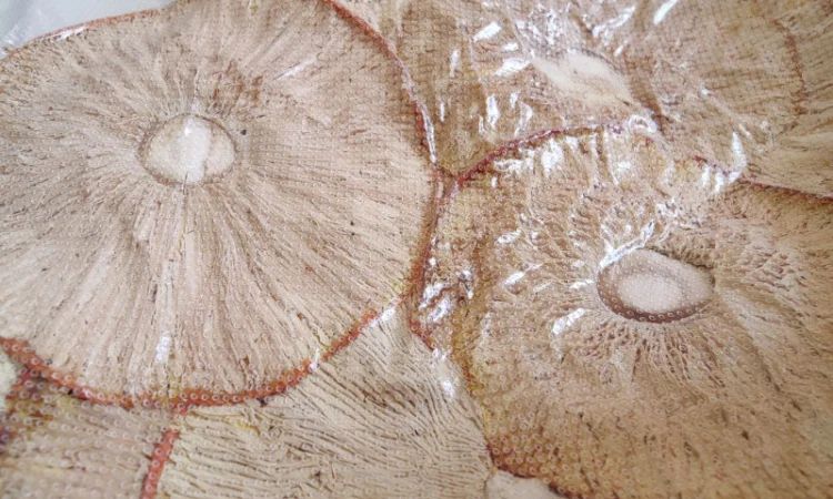 Капелюшки Червоного Мухомора 50 граммов для продажи - фото № 4