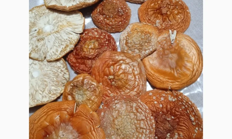 Продаж сухих шляпок червоного мухомора - фото № 1