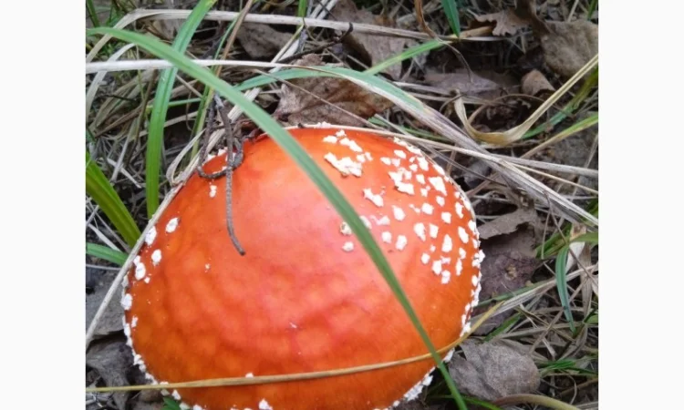 Продаж сухих шляпок червоного мухомора - фото № 2