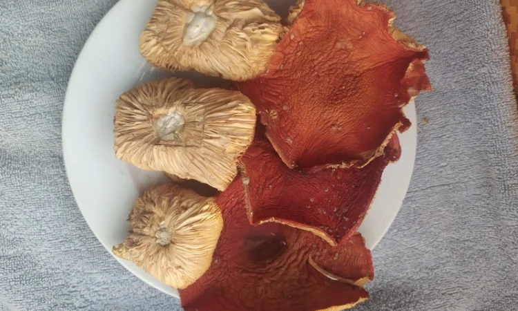 Порошок червоного мухомора на продажу - фото № 4