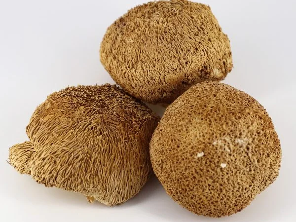 Продаж мухомора 1 сорту - фото № 1