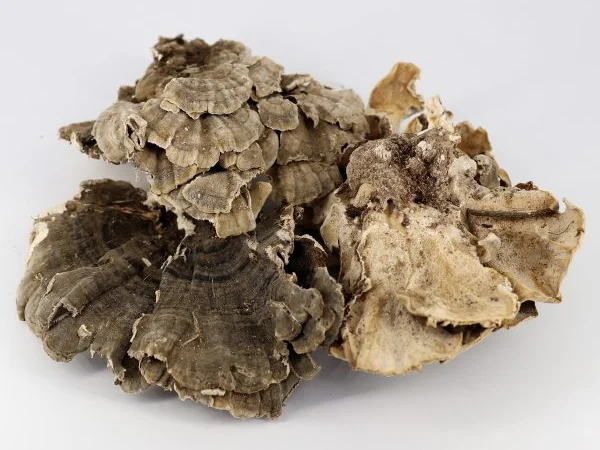 Продаж мухомора 1 сорту - фото № 6