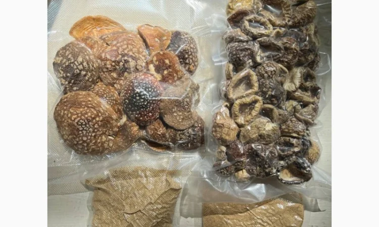 Продажа Мухомора Королівського - фото № 1