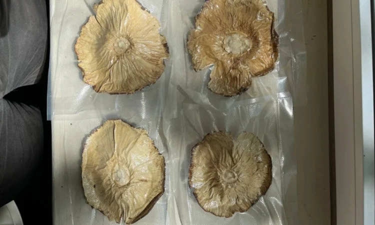 Продажа Мухомора Королівського - фото № 13