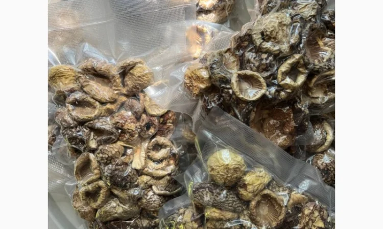 Продажа Мухомора Королівського - фото № 2