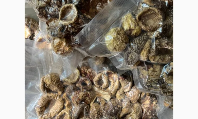 Продажа Мухомора Королівського - фото № 3