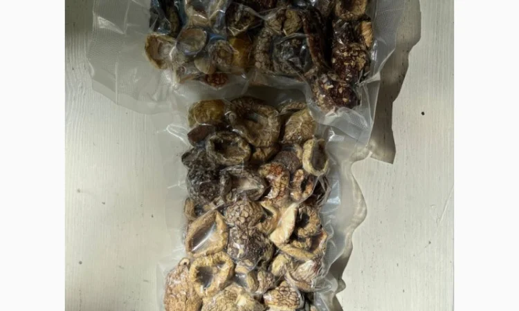 Продажа Мухомора Королівського - фото № 4