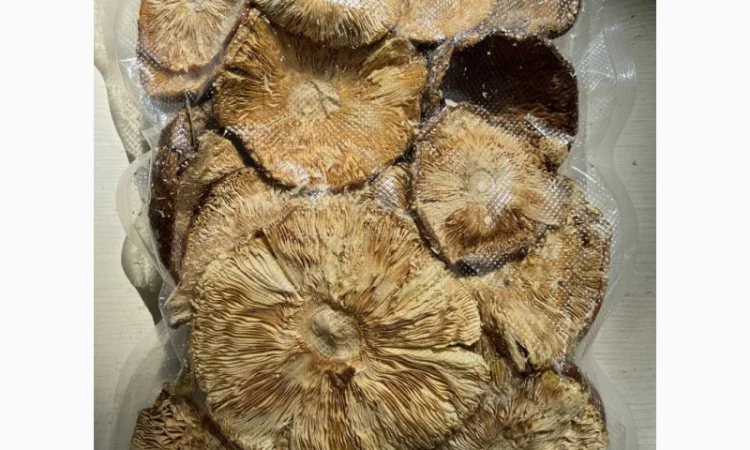 Продажа Мухомора Королівського - фото № 8