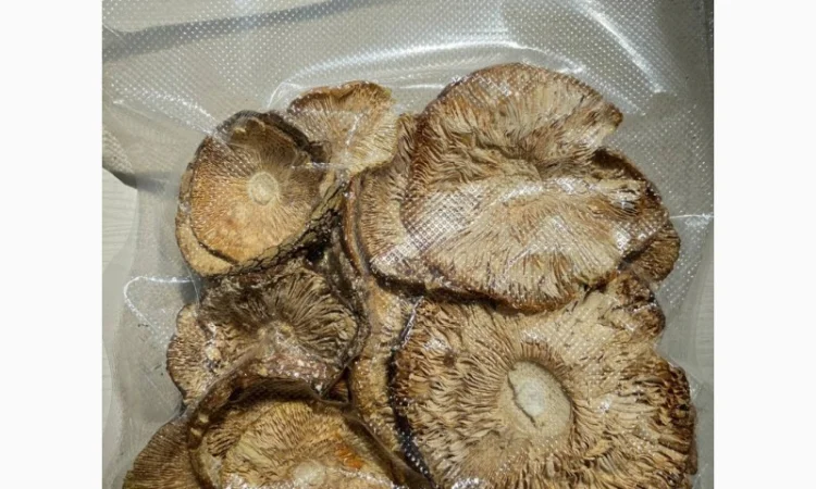 Продажа Мухомора Королівського - фото № 9