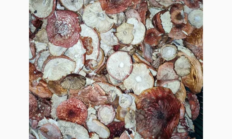 Продажа красных мухоморов - фото № 2