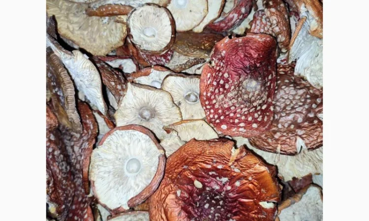 Продажа красных мухоморов - фото № 3