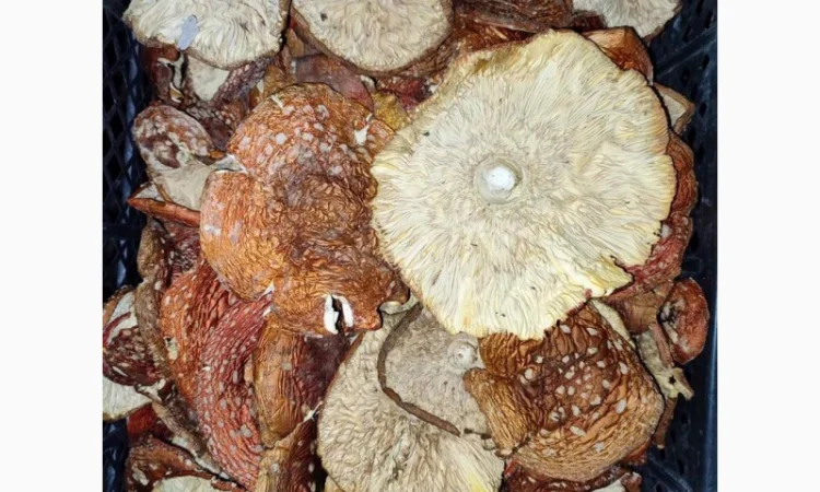 Продажа красных мухоморов - фото № 4