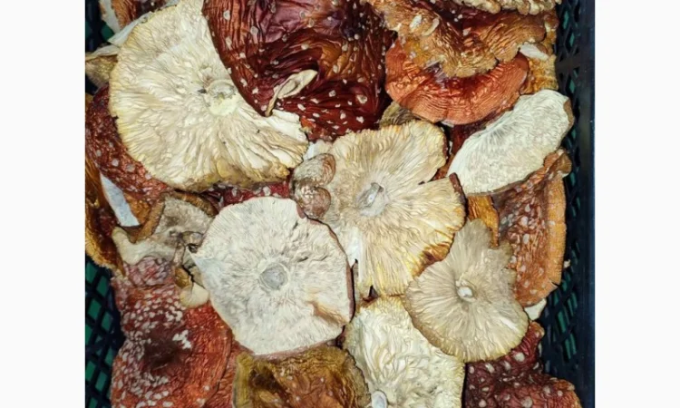 Продажа красных мухоморов - фото № 5