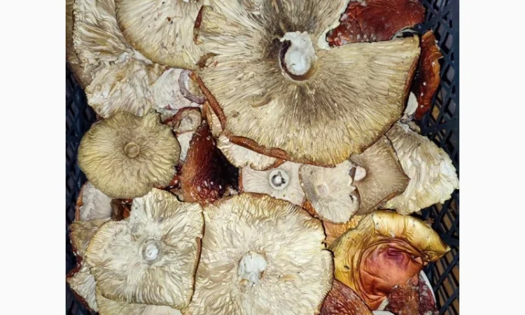 Продажа красных мухоморов - фото № 6