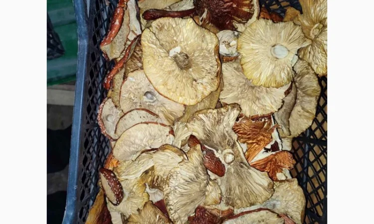 Продажа красных мухоморов - фото № 7