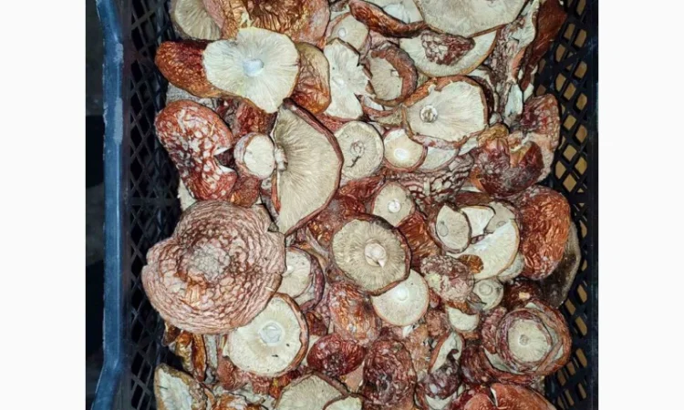 Продажа красных мухоморов - фото № 8