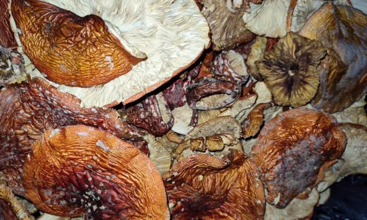 Продажа красных мухоморов - фото № 9