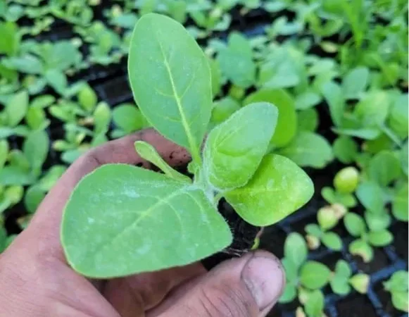 Розсада махорка гарної якості - фото № 1