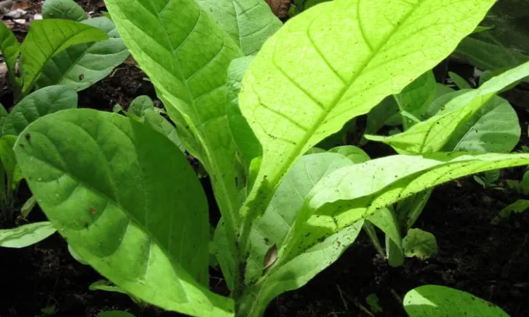 Махорка табак росада - фото № 1