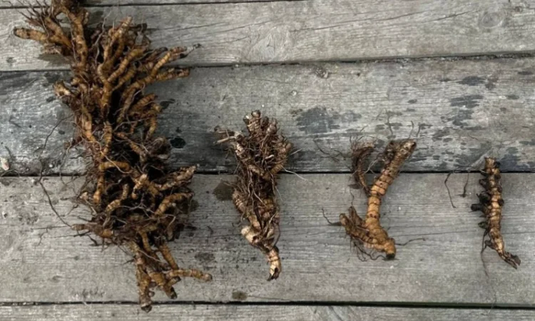 Різома Міскантуса - фото № 1