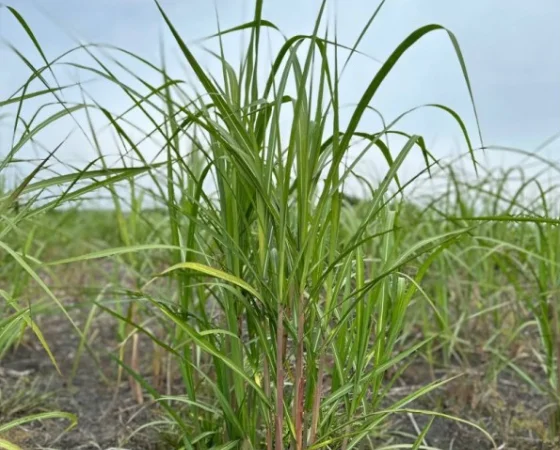 Різома Міскантуса - фото № 3