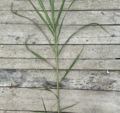 Різома Міскантуса - фото № 2