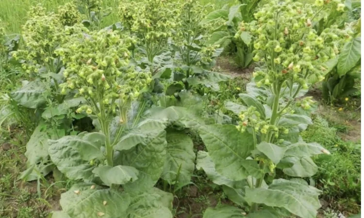 Продам самосад - фото № 1