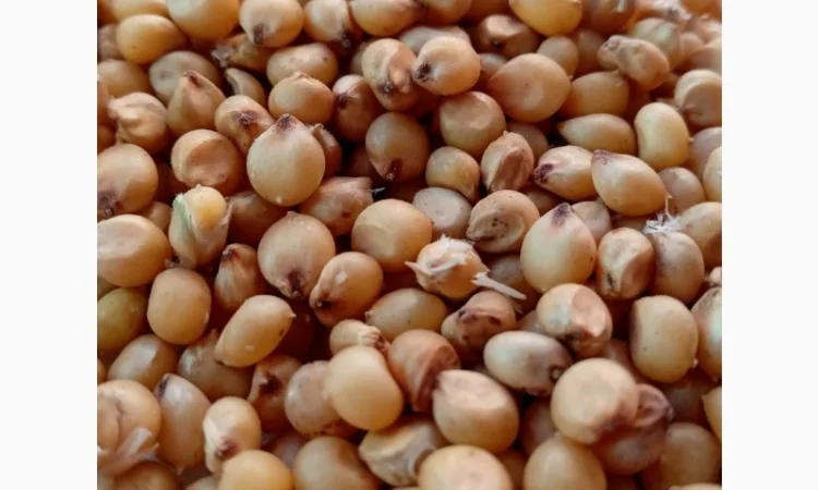 Сорго харчове Самаран 6 - продажа - фото № 1