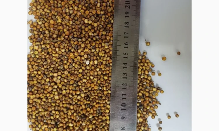 Продажа червоного сорго вр.2025 - фото № 1