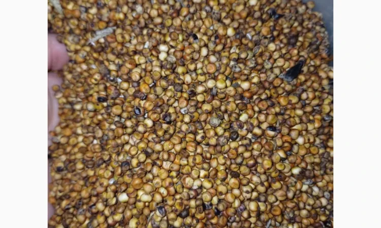 Продажа червоного сорго вр.2025 - фото № 2