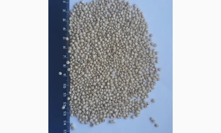 Сорго біле на продаж - фото № 1