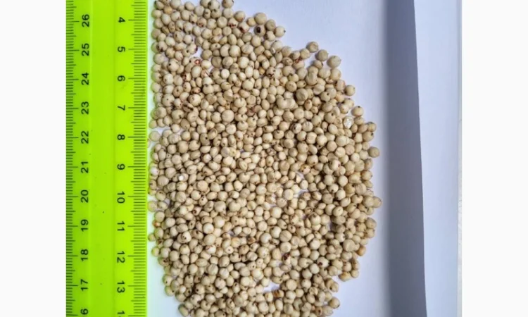 Сорго біле на продаж - фото № 1