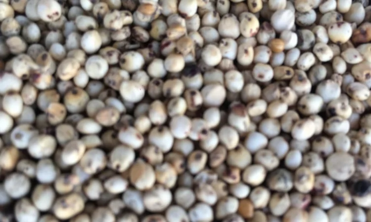 Куплю сорго біле і червоне - фото № 2