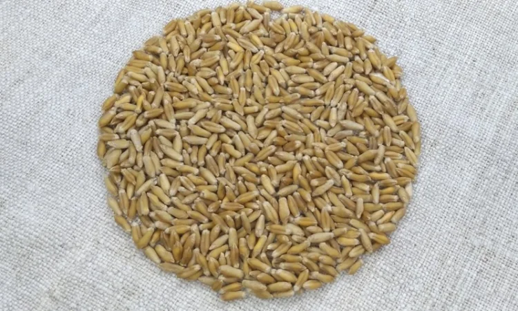 Продаж насіння тритикале дворучки Єгор - фото № 1