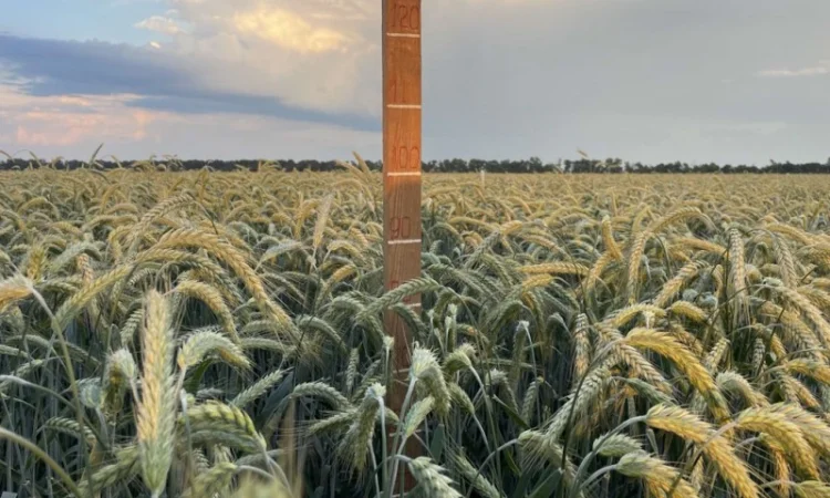 Продаж насіння тритикале дворучки Єгор - фото № 2