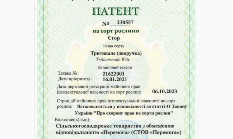Продаж насіння тритикале дворучки Єгор - фото № 4