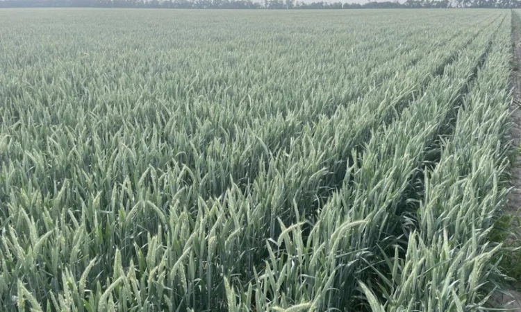 Продажа насіння озимого тритикале сорта Малюк - фото № 1