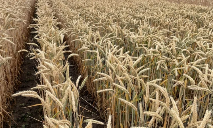 Продажа насіння озимого тритикале сорта Малюк - фото № 4