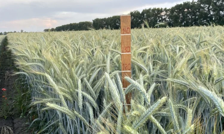 Тритикале озимое Велетень – сорт для успешного урожая - фото № 1