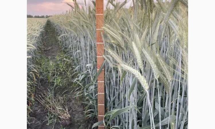 Тритикале озимое Велетень – сорт для успешного урожая - фото № 2