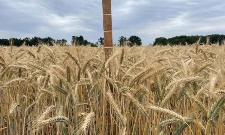 Тритикале озимое Велетень – сорт для успешного урожая - фото № 3