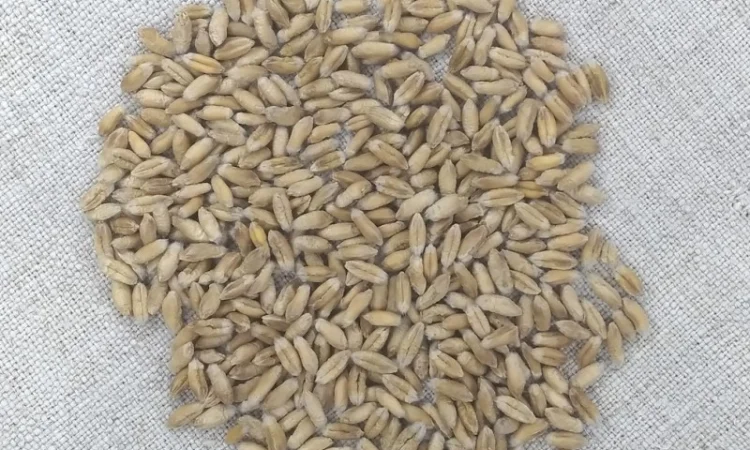 Тритикале озимое Велетень – сорт для успешного урожая - фото № 5