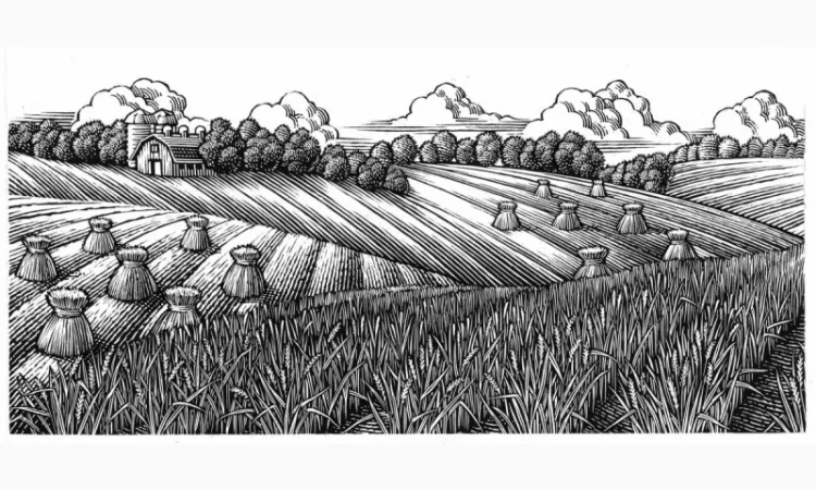 Купуємо ЖИТО. Самовивіз. Швидка оплата - фото № 1