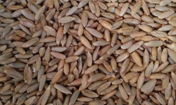 Покупка ржи первой формы - фото № 1