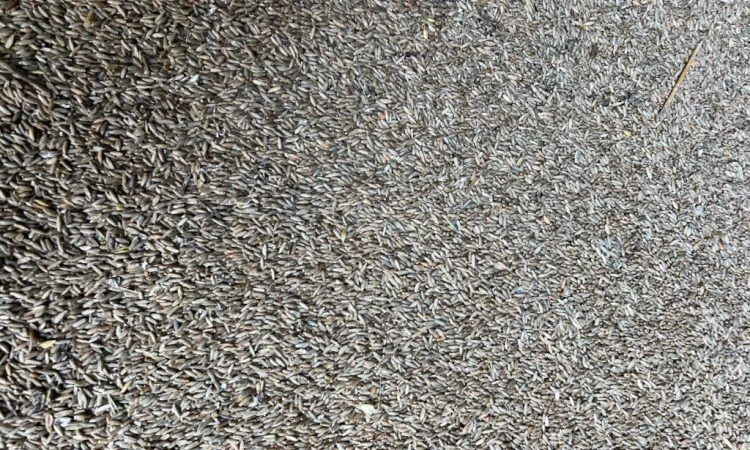 Продается жито с доставкой - фото № 1