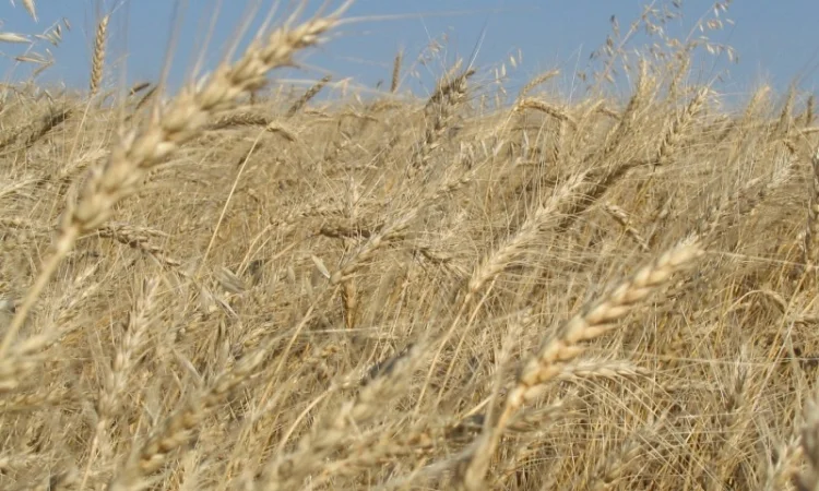 Семена жито Харьківське 98 - фото № 2